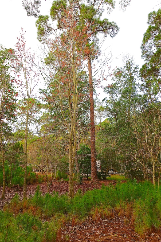 Tall Pines in Florida