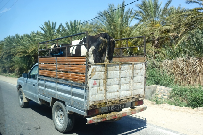 Cow in Truck