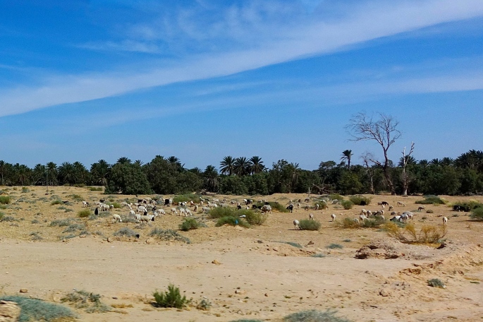 Goats and Sheep grazing in Tunisia